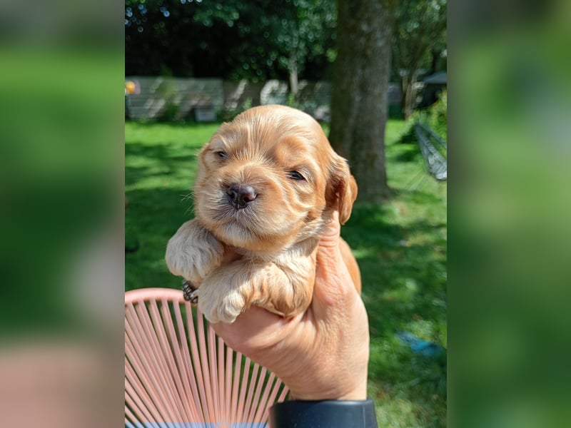 Cockapoo. F1 American Wurfankündigung Juli 2025