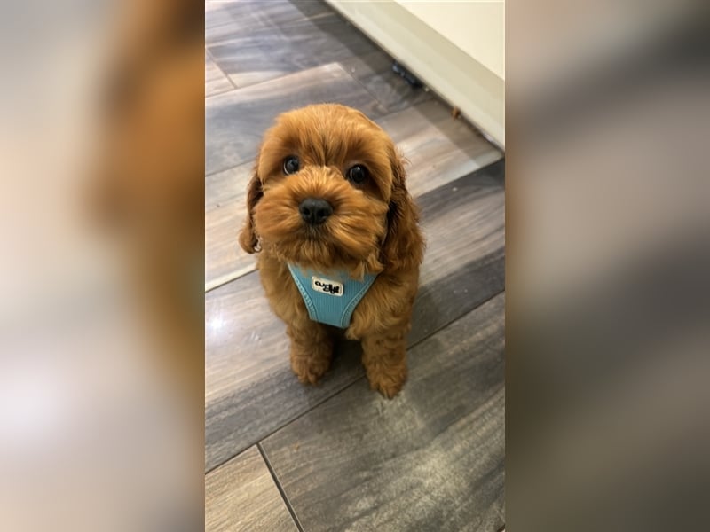 Cockapoo. F1 American Wurfankündigung Juni 2025
