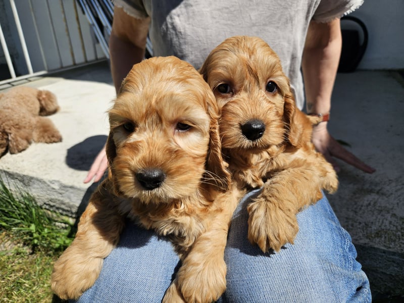 Cockapoo Welpen