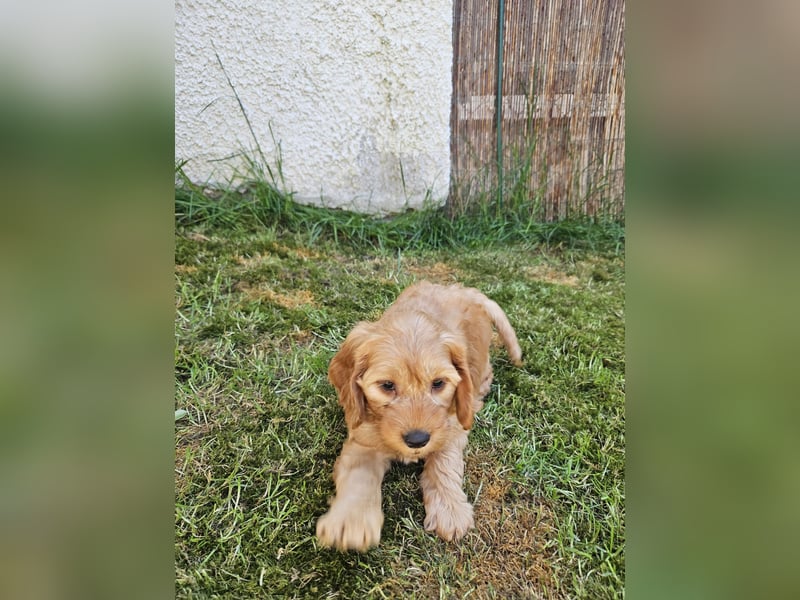 Cockapoo Welpen