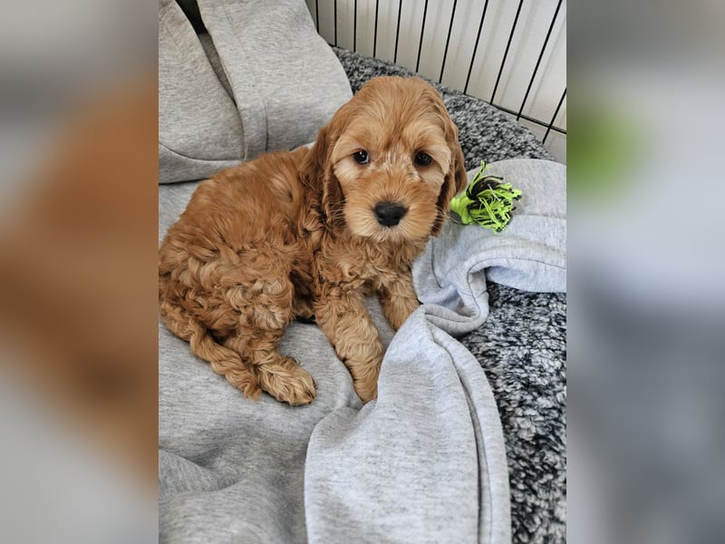Cockapoo Welpen