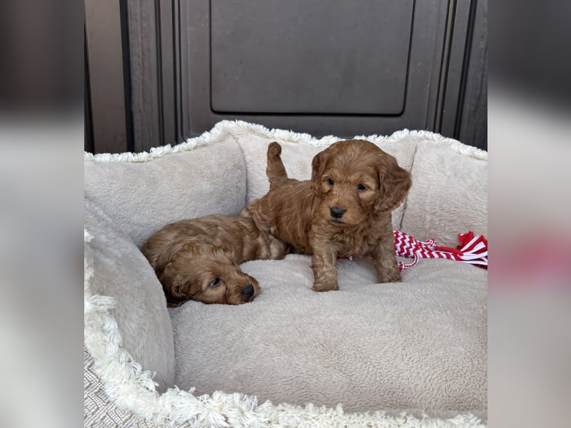 Cockapoo Welpen