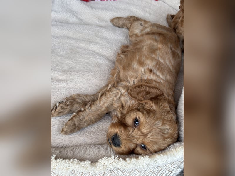 Cockapoo Welpen