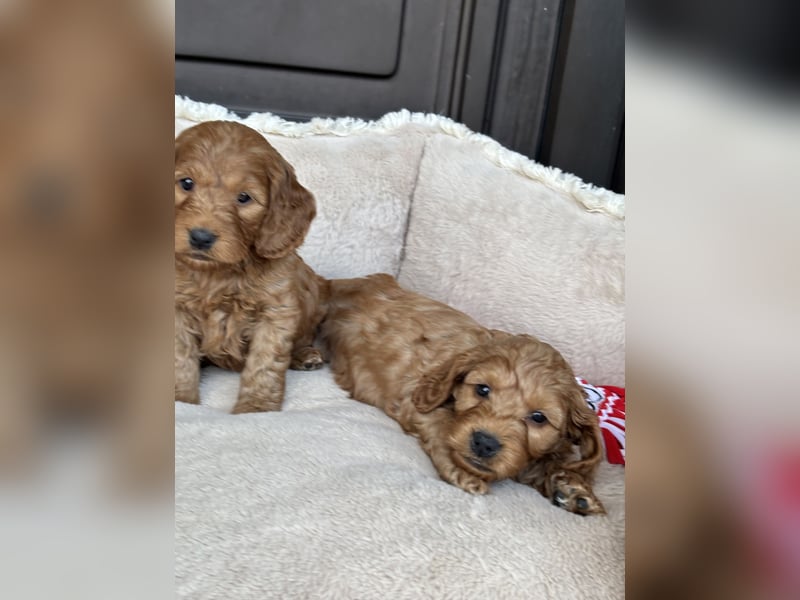 Cockapoo Welpen