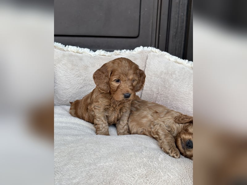 Cockapoo Welpen