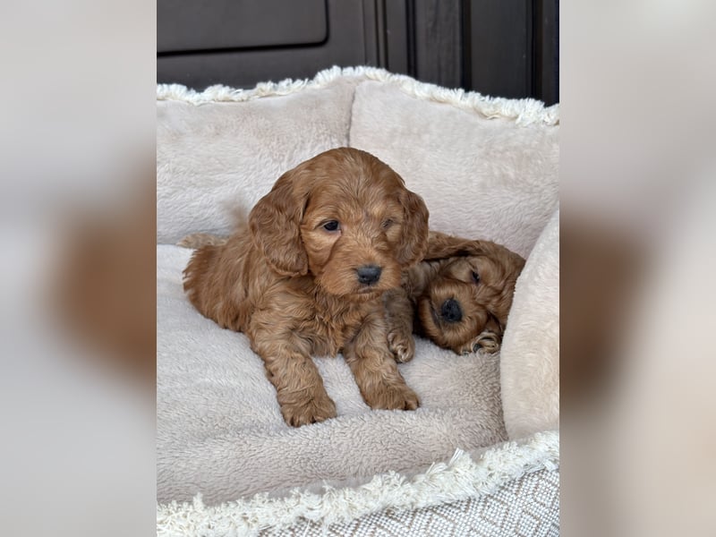 Cockapoo Welpen