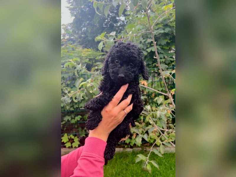 Wunderschöne Cockapoo/Cockerpoo Welpen