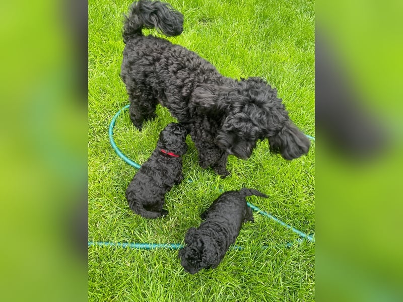 Wunderschöne Cockapoo/Cockerpoo Welpen
