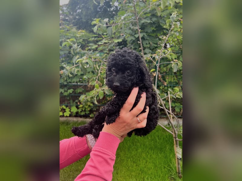Wunderschöne Cockapoo/Cockerpoo Welpen