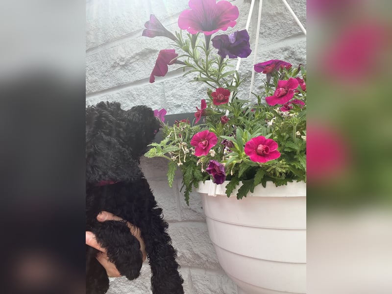 Wunderschöne Cockapoo/Cockerpoo Welpen