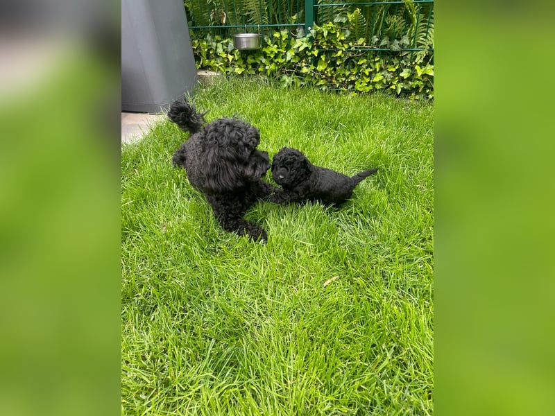 Wunderschöne Cockapoo/Cockerpoo Welpen