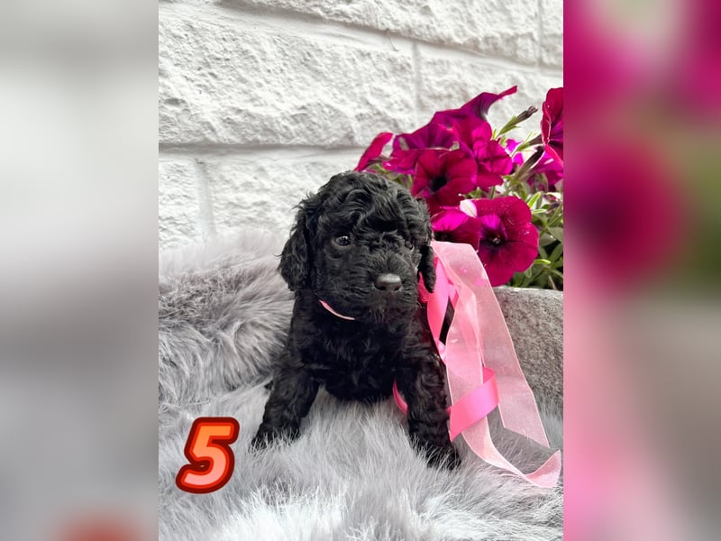 Wunderschöne Cockapoo/Cockerpoo Welpen