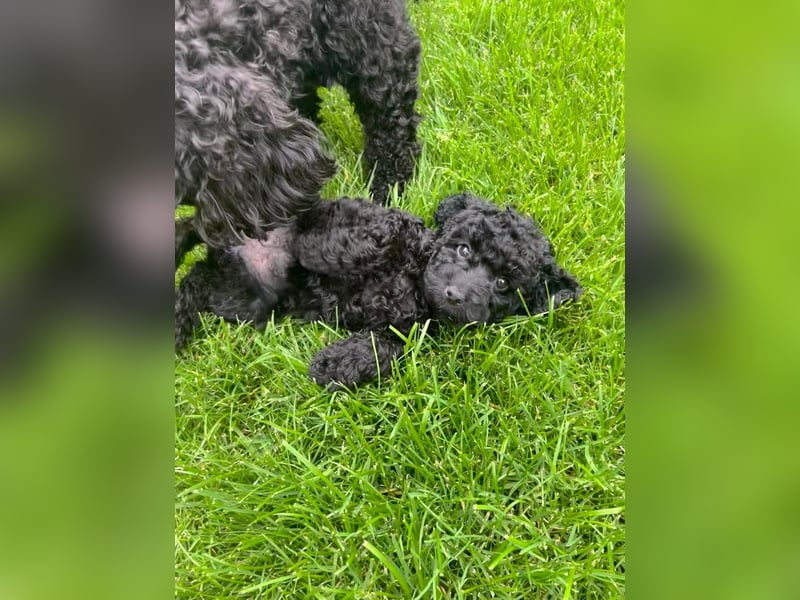 Wunderschöne Cockapoo/Cockerpoo Welpen