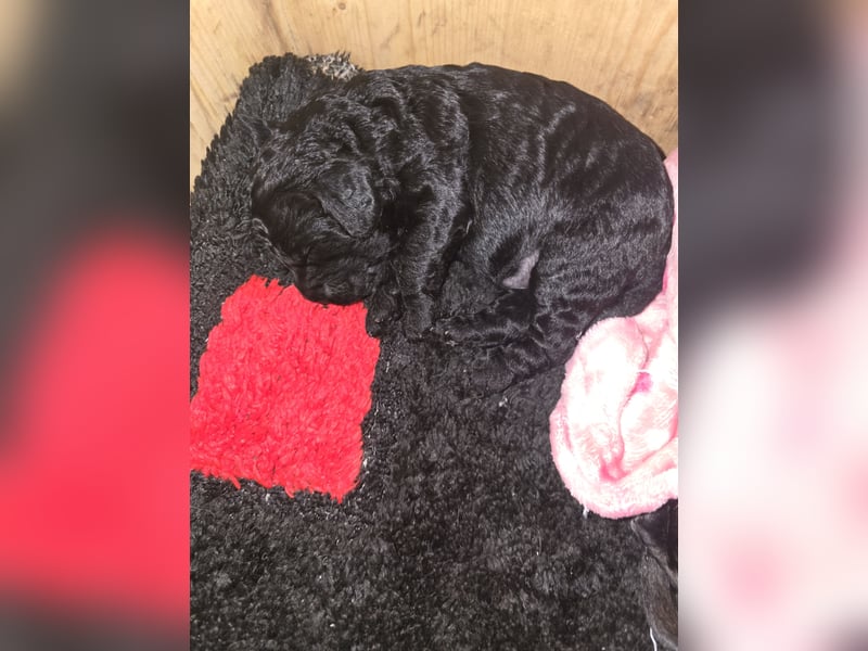 Cocker Spaniel Mix- Pudel Welpen
