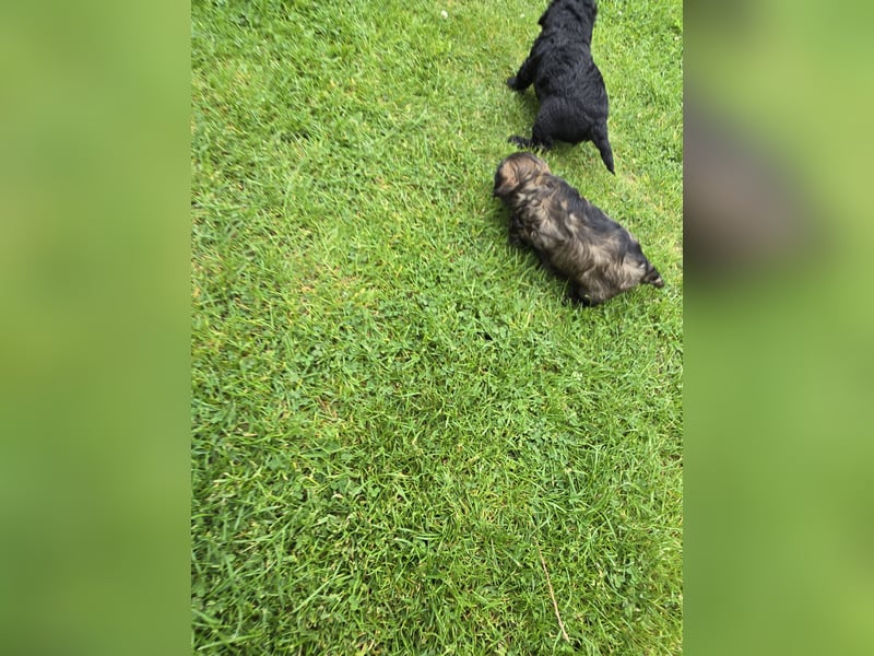 Cocker Spaniel Mix- Pudel Welpen