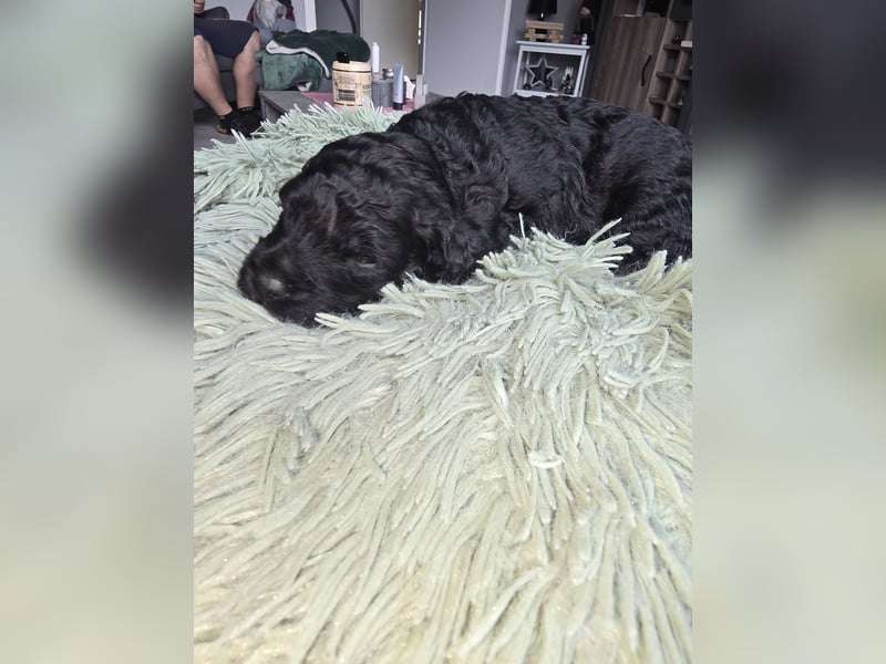 Cocker Spaniel Mix- Pudel Welpen
