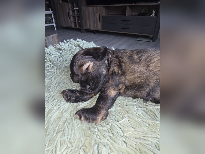 Cocker Spaniel Mix- Pudel Welpen