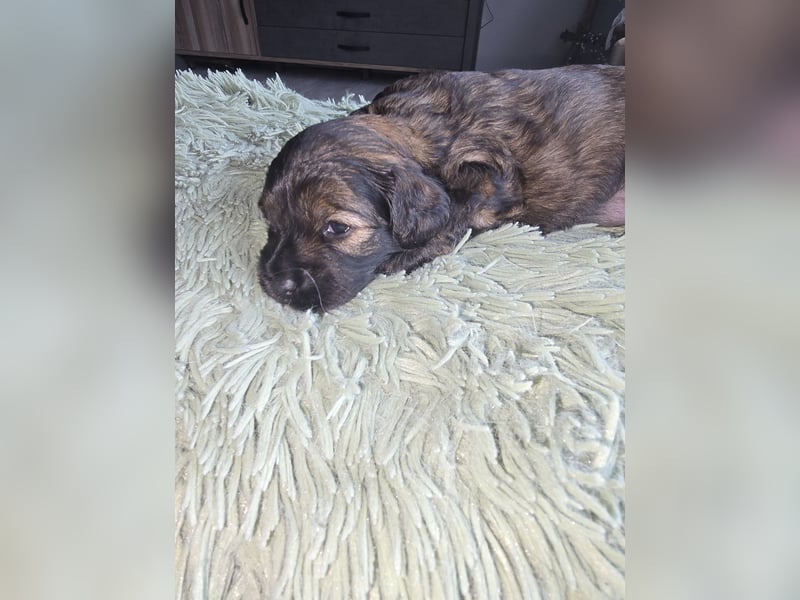 Cocker Spaniel Mix- Pudel Welpen