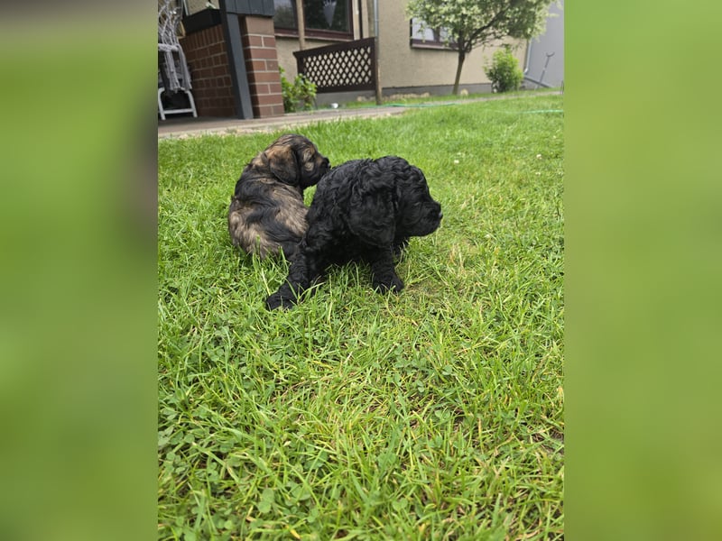 Cocker Spaniel Mix- Pudel Welpen
