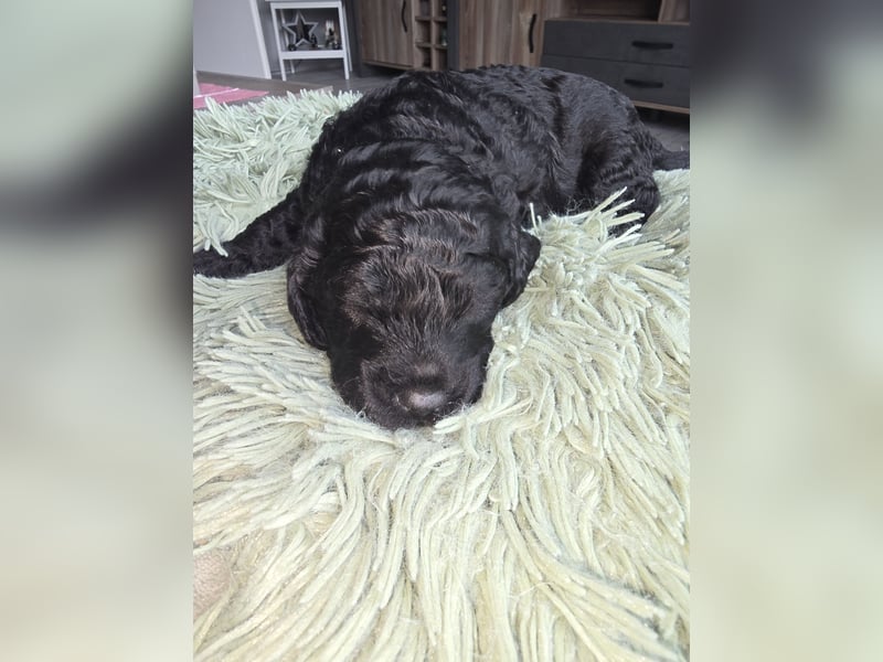 Cocker Spaniel Mix- Pudel Welpen