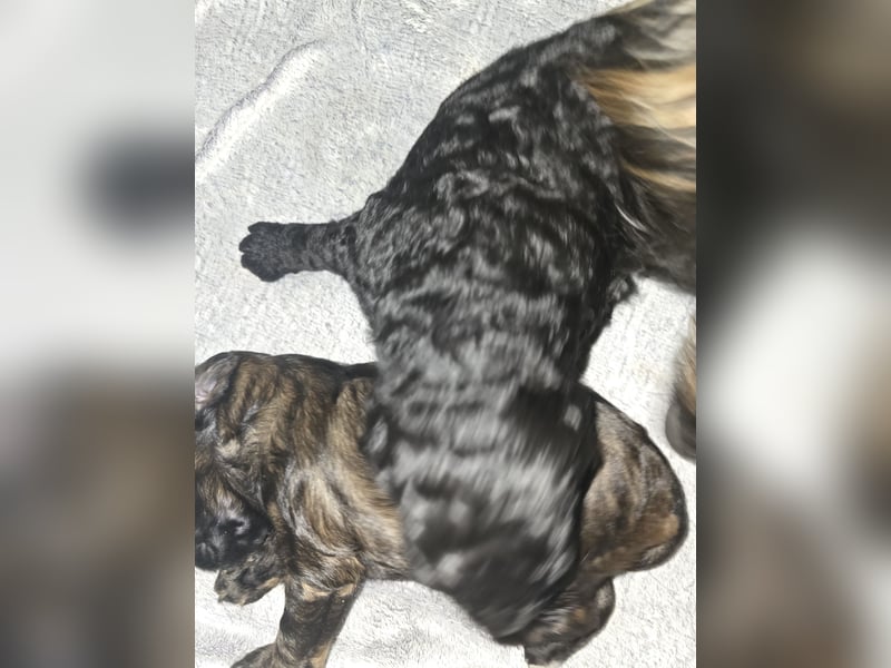 Cocker Spaniel Mix- Pudel Welpen