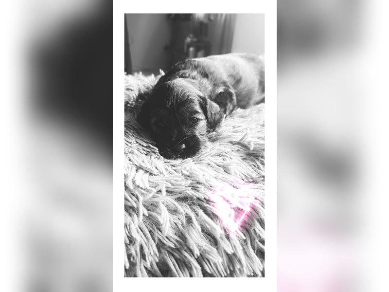 Cocker Spaniel Mix- Pudel Welpen