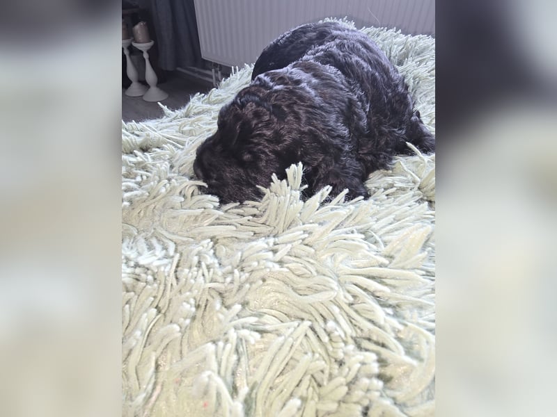 Cocker Spaniel Mix- Pudel Welpen