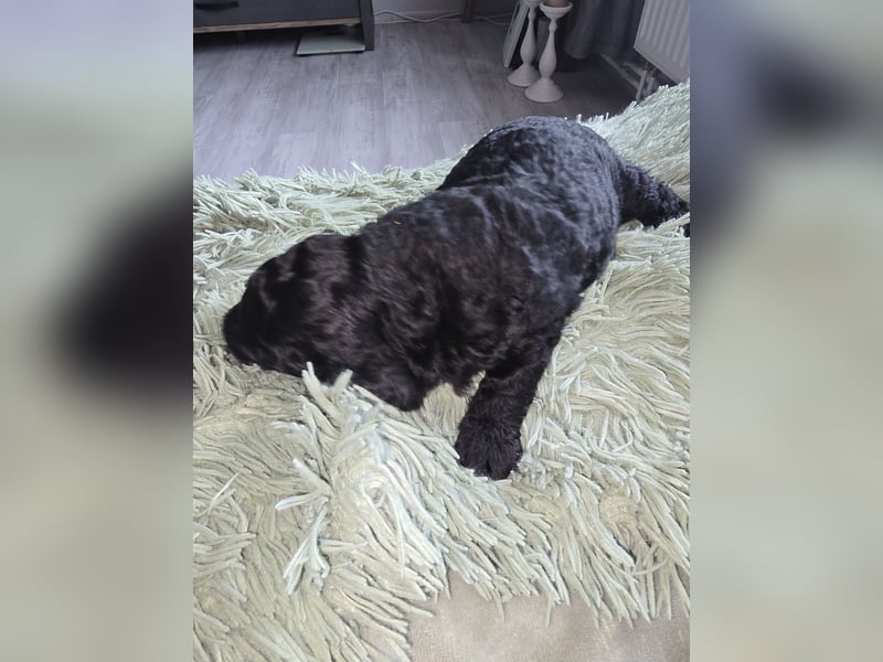 Cocker Spaniel Mix- Pudel Welpen