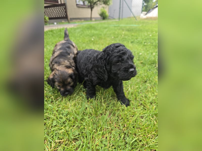 Cocker Spaniel Mix- Pudel Welpen