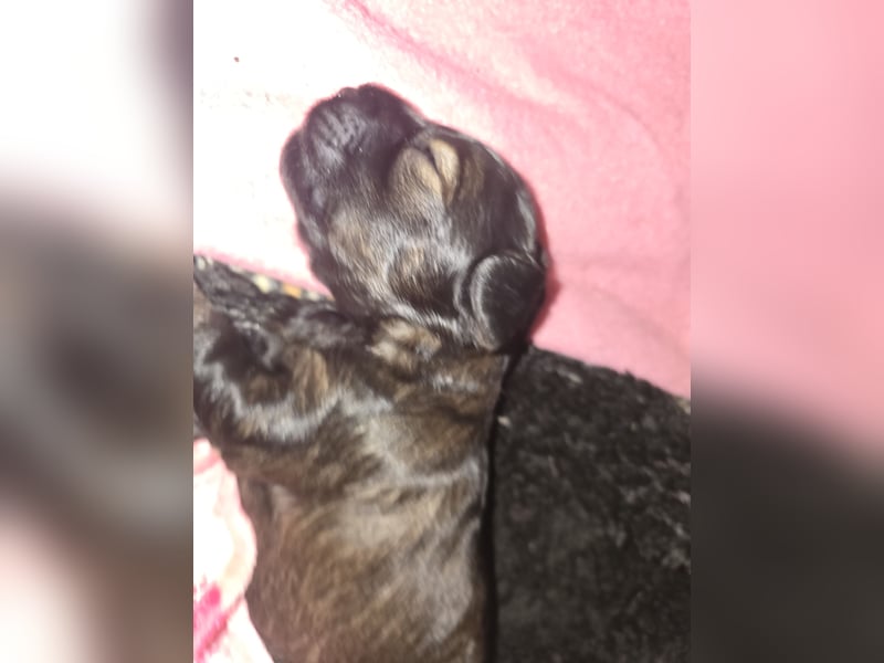 Cocker Spaniel Mix- Pudel Welpen