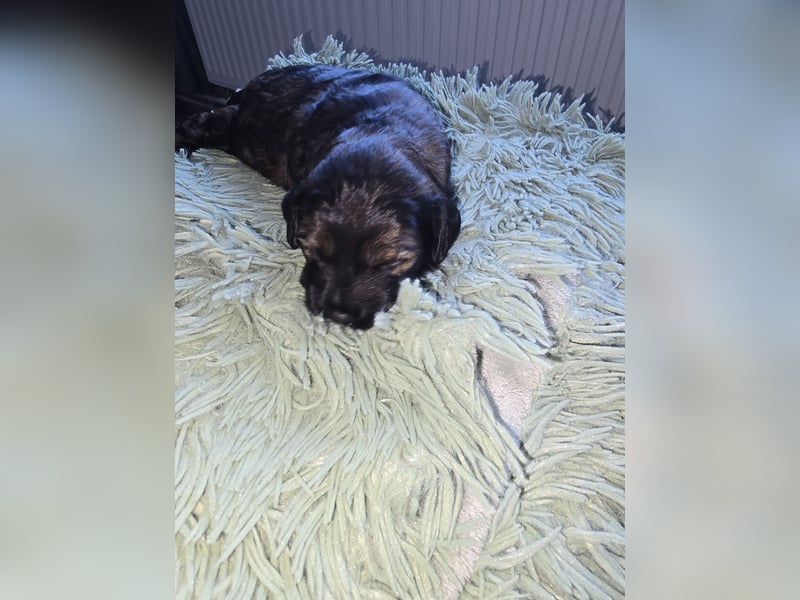 Cocker Spaniel Mix- Pudel Welpen