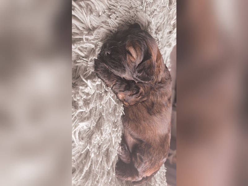 Cocker Spaniel Mix- Pudel Welpen