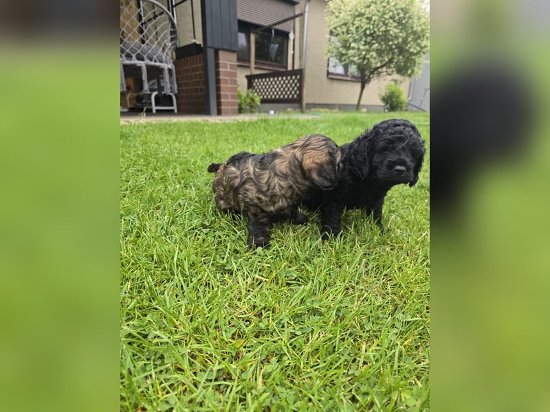 Cocker Spaniel Mix- Pudel Welpen