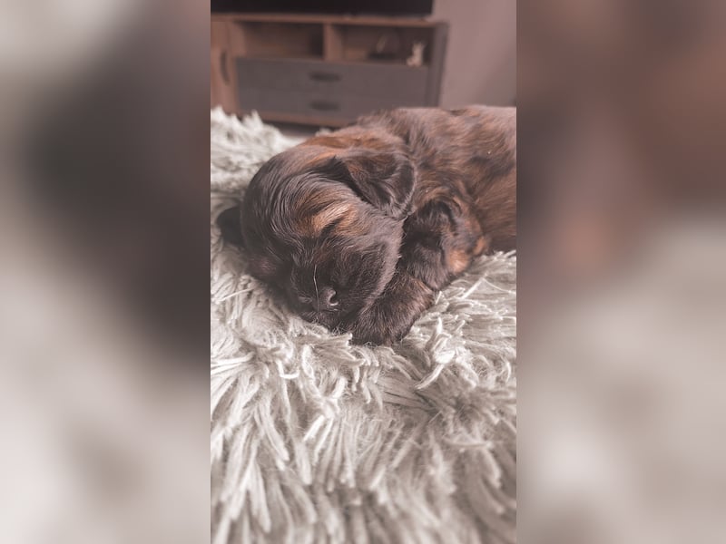 Cocker Spaniel Mix- Pudel Welpen
