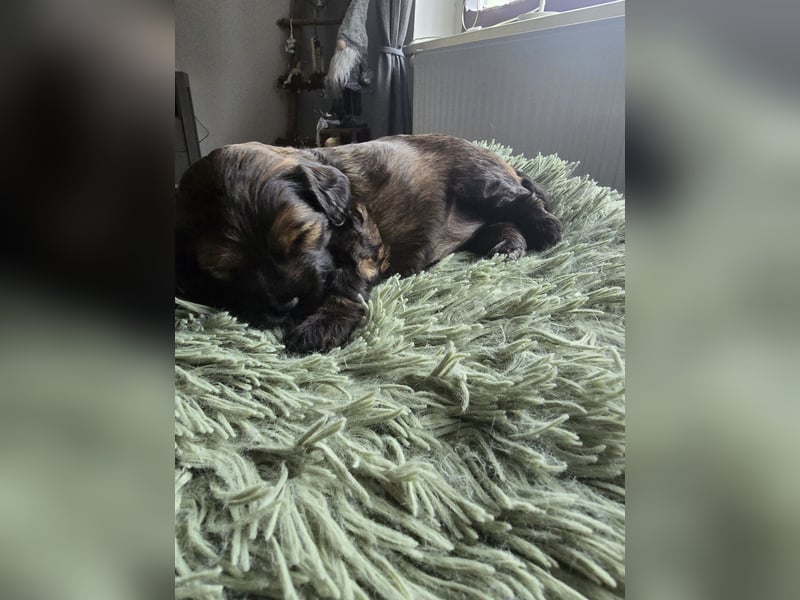 Cocker Spaniel Mix- Pudel Welpen