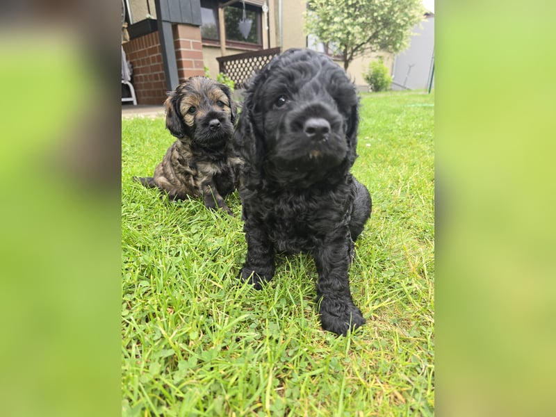Cocker Spaniel Mix- Pudel Welpen