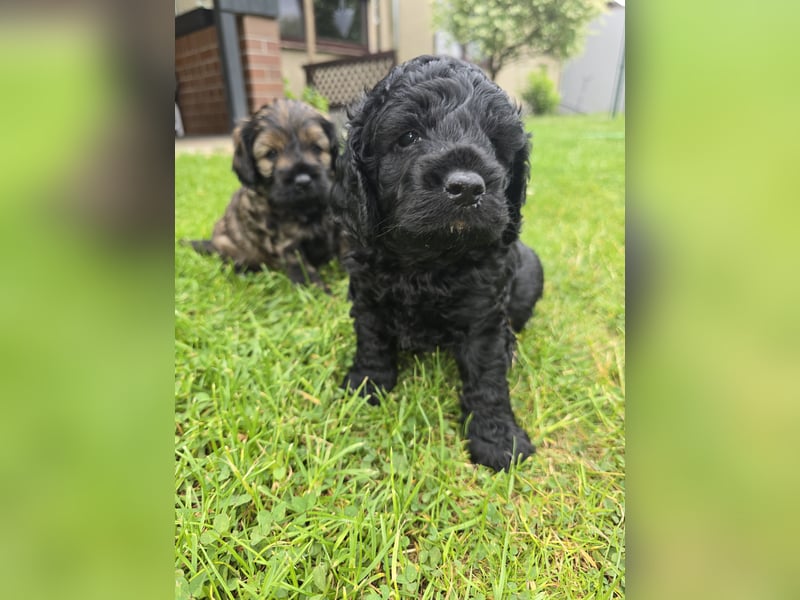 Cocker Spaniel Mix- Pudel Welpen