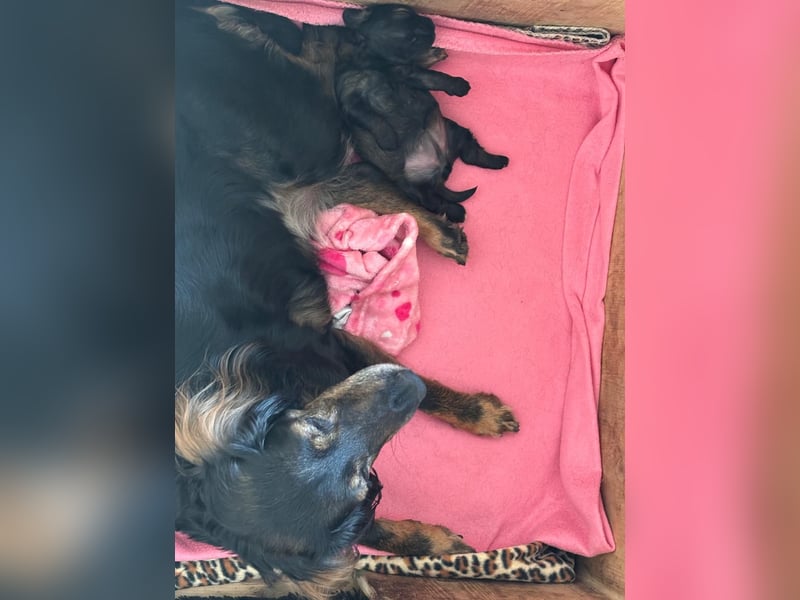 Cocker Spaniel Mix- Pudel Welpen