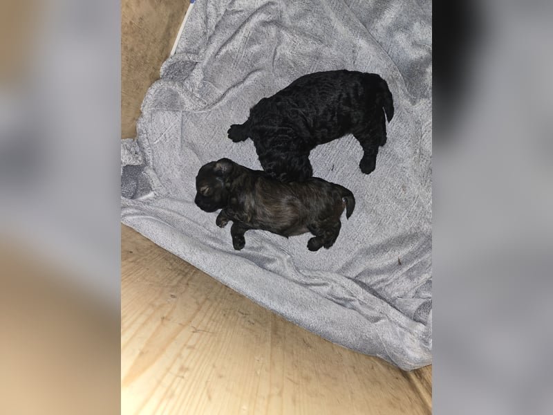 Cocker Spaniel Mix- Pudel Welpen