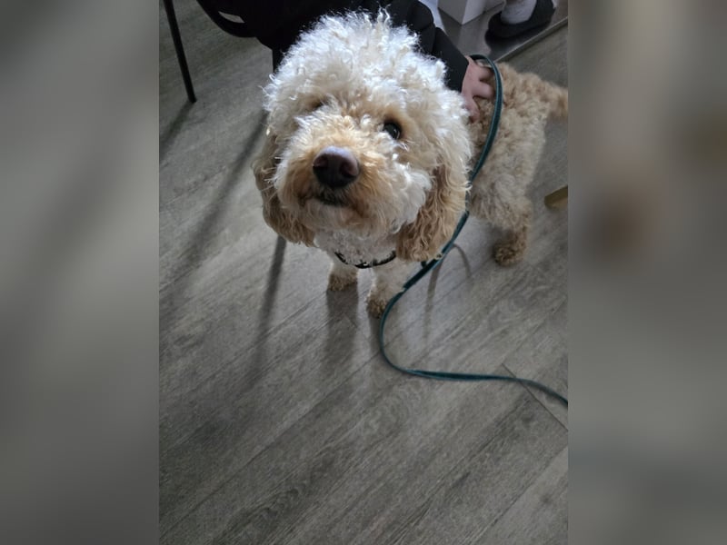 Cocker Spaniel Mix- Pudel Welpen