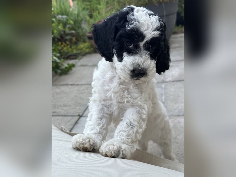Cockapoo Welpen (hündin&Rüde)