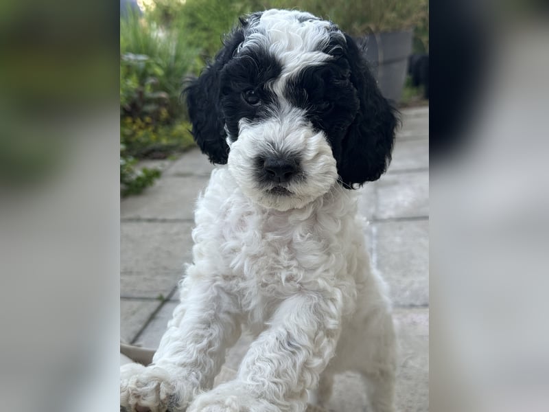 Cockapoo Welpen (hündin&Rüde)