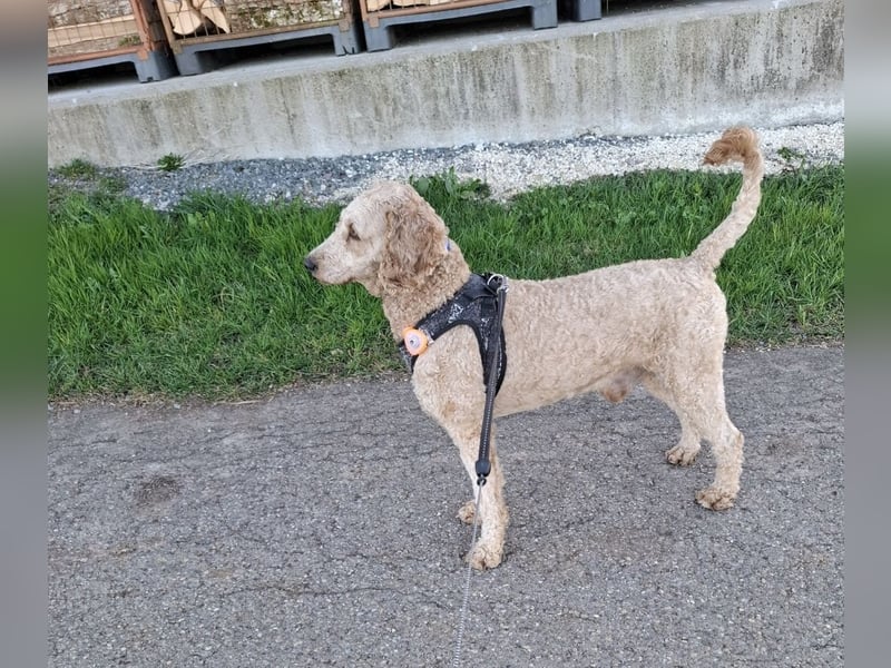 Cockapoo bereit zum Lieben!  - Schenken Sie sich selbst bedingungslose Liebe –