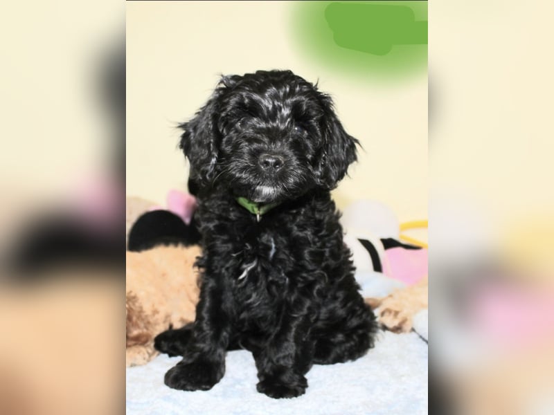 Cockapoo bereit zum Lieben!  - Schenken Sie sich selbst bedingungslose Liebe –