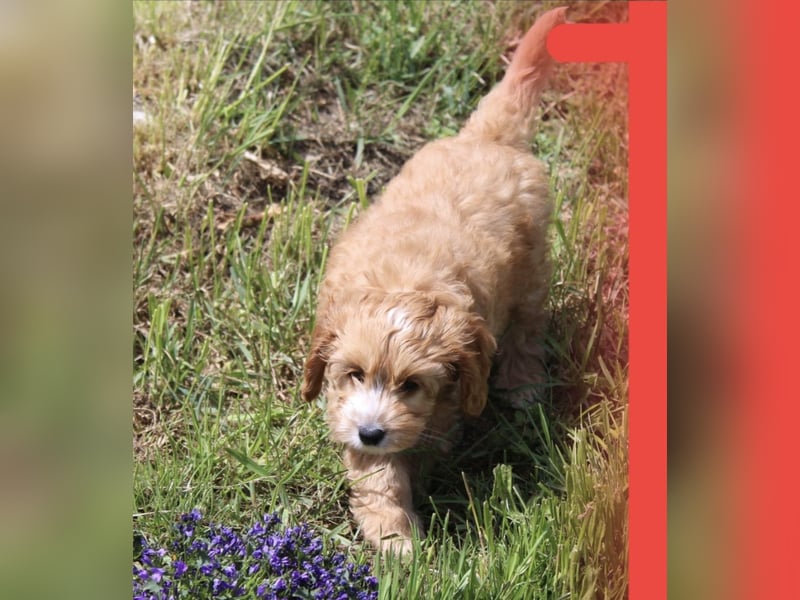 Cockapoo bereit zum Lieben!  - Schenken Sie sich selbst bedingungslose Liebe –