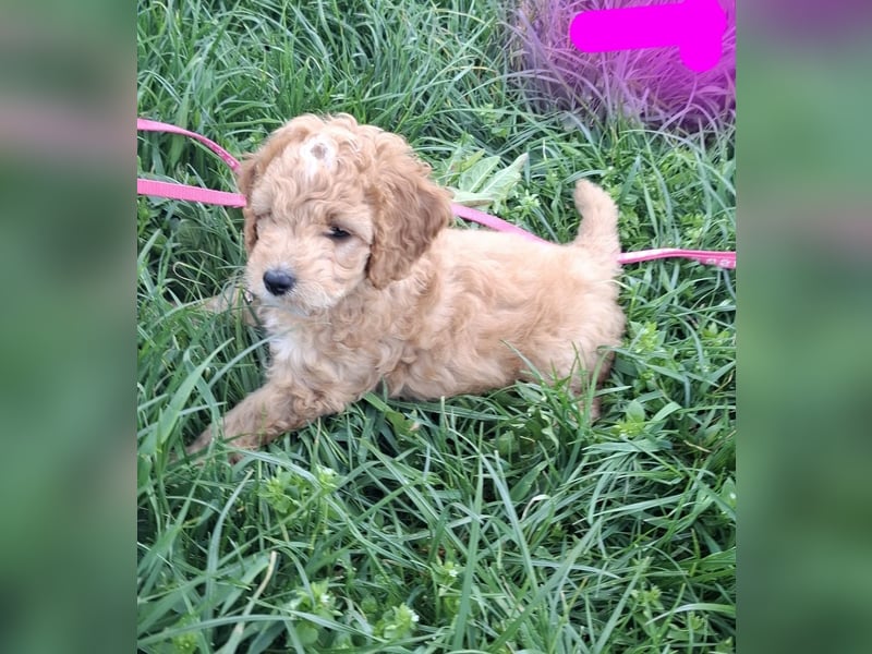 Cockapoo bereit zum Lieben!  - Schenken Sie sich selbst bedingungslose Liebe –