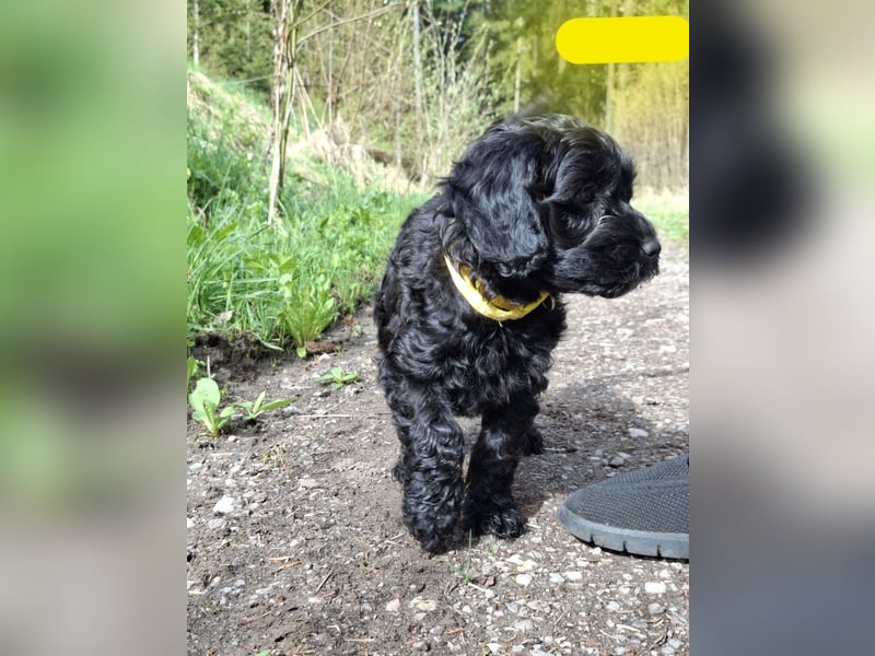 Cockapoo bereit zum Lieben!  - Schenken Sie sich selbst bedingungslose Liebe –