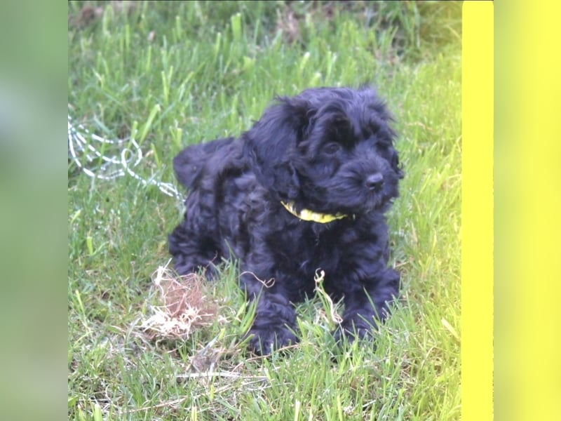 Cockapoo bereit zum Lieben!  - Schenken Sie sich selbst bedingungslose Liebe –