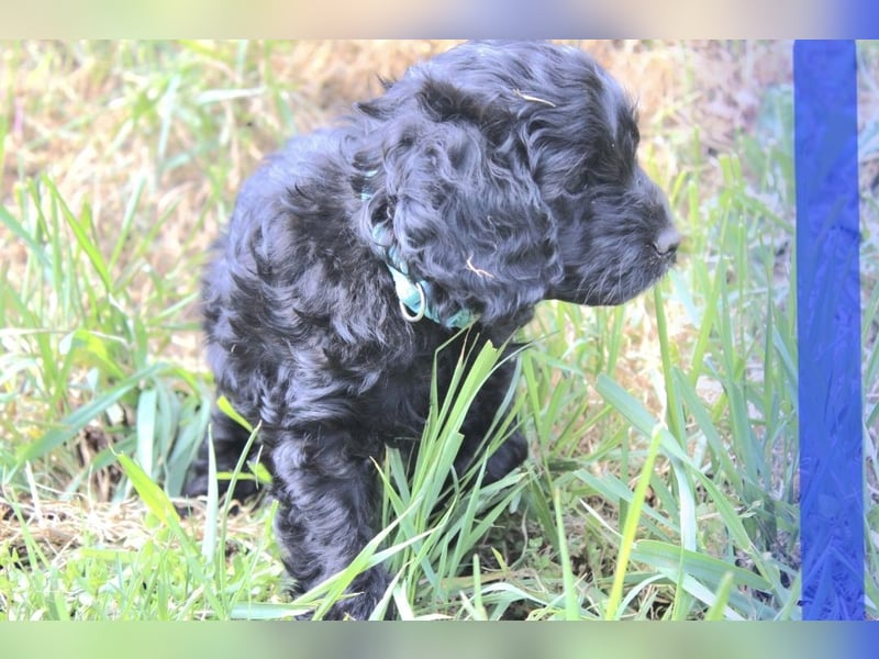 Cockapoo bereit zum Lieben!  - Schenken Sie sich selbst bedingungslose Liebe –