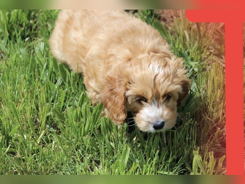 Cockapoo bereit zum Lieben!  - Schenken Sie sich selbst bedingungslose Liebe –
